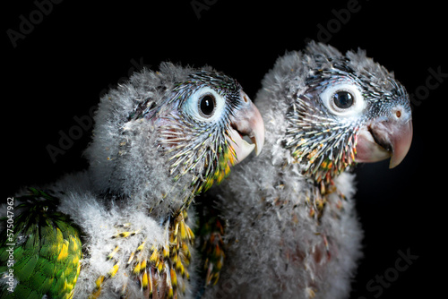 Baby conure portrait head shot closeup in studio shots Singapore