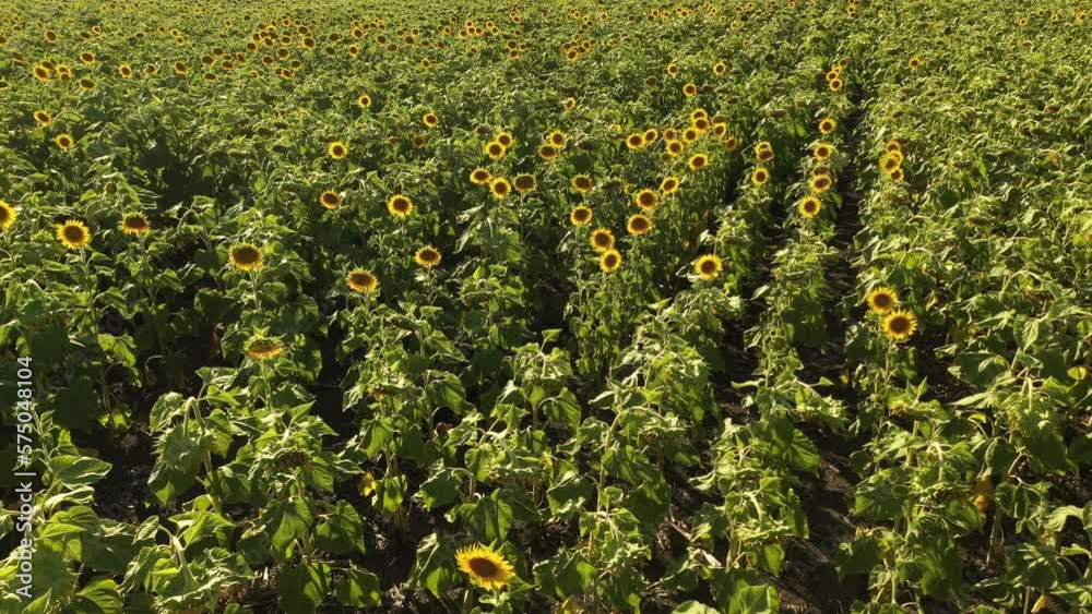 Cultivo de girasol desde en desarrollo