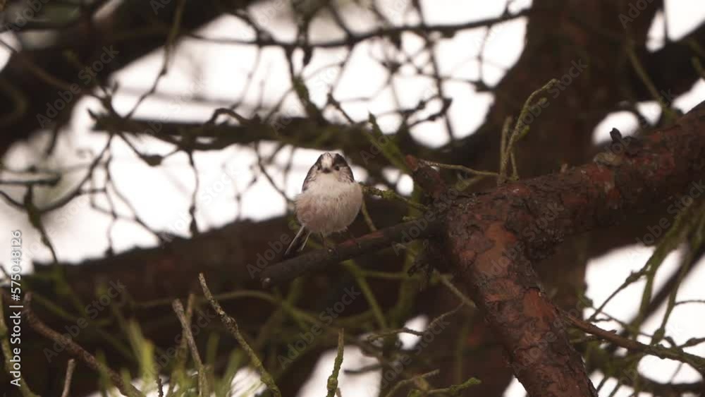 A long-tailed tit (Aegithalos caudatus) sitting in a tree - slow motion A long-tailed tit (Aegithalos caudatus) sitting in a tree - slow motion