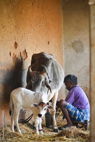 Koriya, Chhattisgarh / India - 3 13 2022: Farmer taking out milk from mother' s cow udder