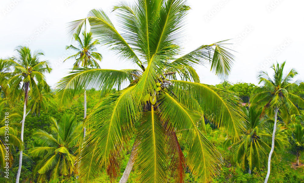 Aerial view of green palm trees and rainforest. Beautiful texture background for tourism and design. Tropical landscape Aerial view of green palm trees and rainforest. Beautiful texture background for tourism and design. Tropical landscape