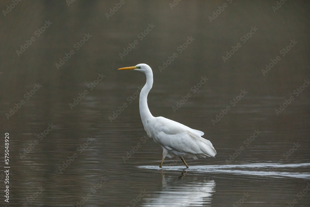 Great white egret in fog and the swamps of the Werra River Great white egret in fog and the swamps of the Werra River