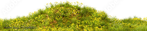Grassy green field with dandelions. Green meadow. Hill with yellow flowers. Transparent background, PNG file