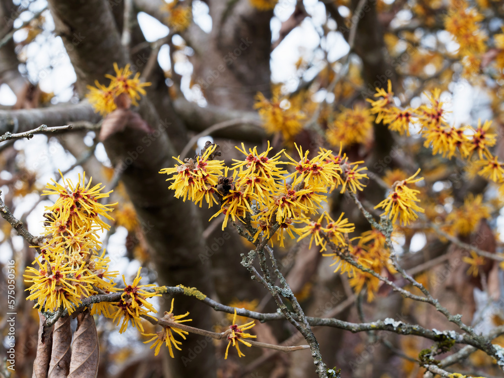 Obraz na plátně Hamamelis mollis - Witch hazel