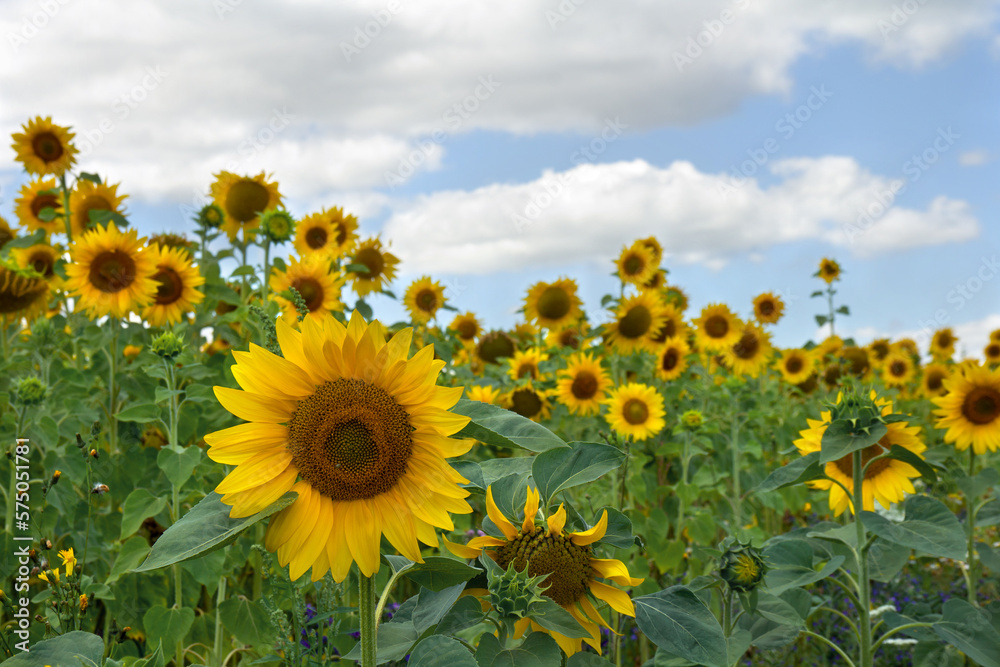 Yellow flowers sunflowers on field on background blue sky with white clouds