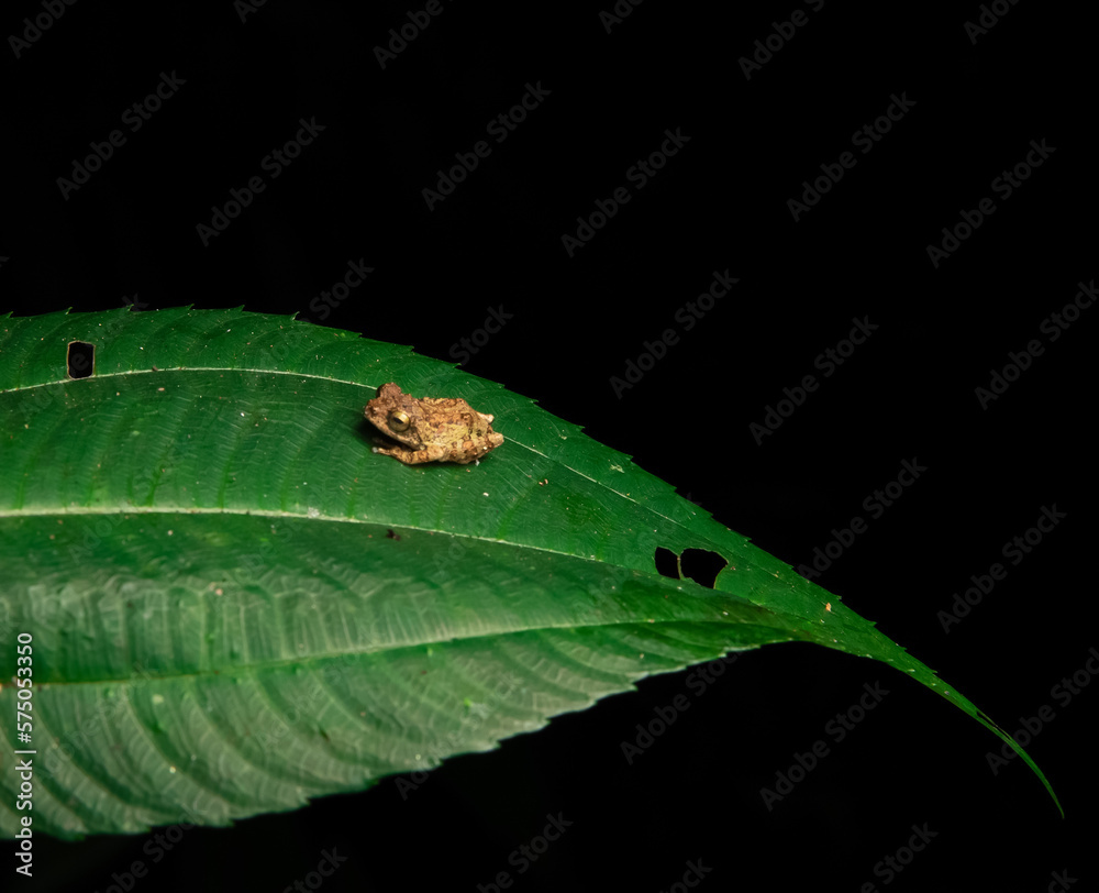 a bush frog shot in munnar in kerala a bush frog shot in munnar in kerala