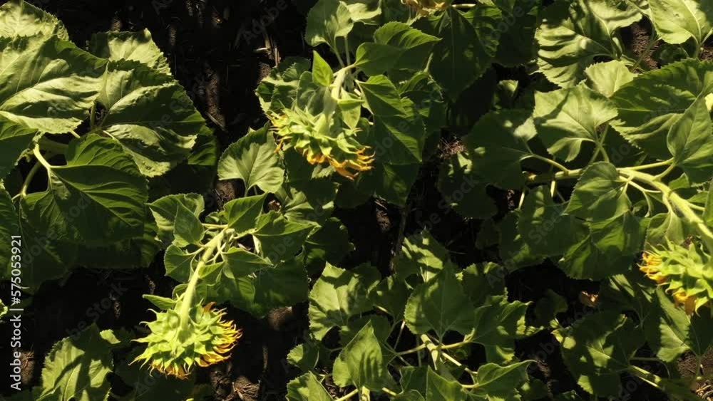 Cultivo agricola de girasol visto desde arriba