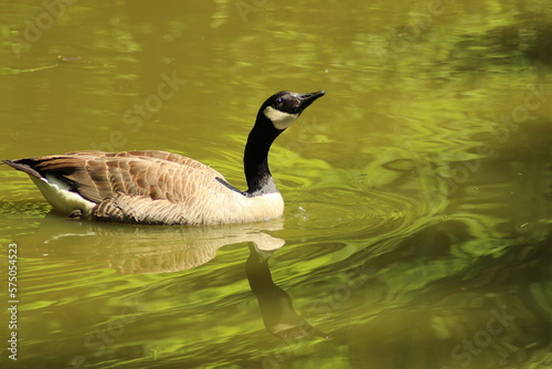 Foto Geese. Canada goose. Canada goose gaggle. Honking goose.