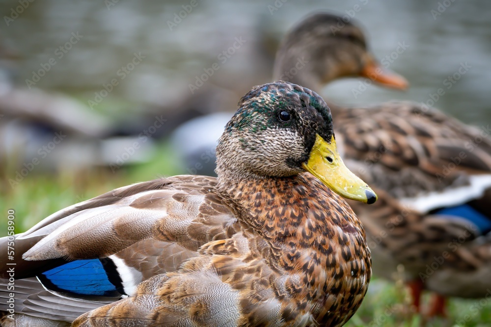 Φωτογραφία Moulting of a young male mallard duck (Anas platyrhynchos)