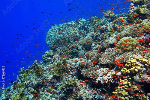 Rich healthy coral reef with various fish. Red fish (anthias) and corals, photo from scuba diving. Underwater tropical scenery, blue ocean and vivid marine life.
