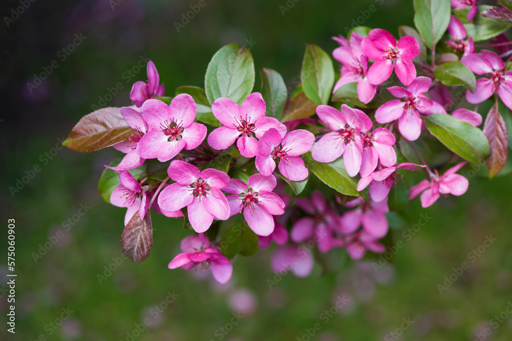 Flowering branches of decorative apple tree - selective focus Flowering branches of decorative apple tree - selective focus