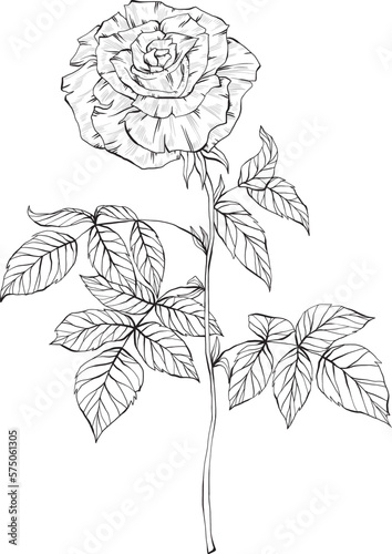 Hand Drawn arrangement of rose flowers, Detailed illustration of roses for clothing, home decor, cards and templates, scrap booking, post cards, frames.
