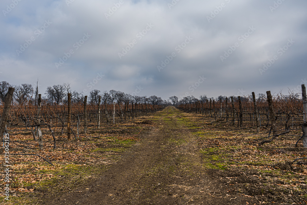 Fototapeta premium Mukhrani's vineyard in Georgia