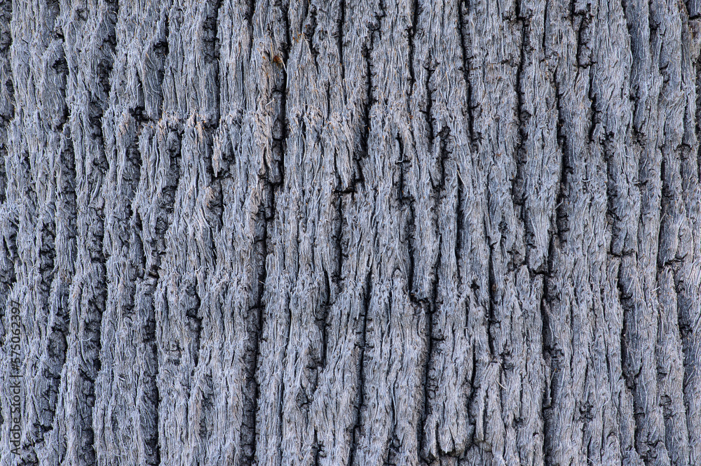 texture of bark texture of bark