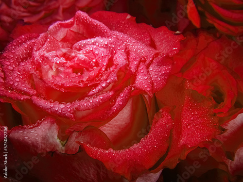 Red Rose Flower Macro background