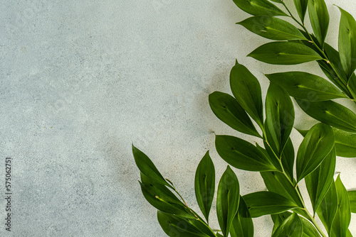 Bright green leaves of Italian Ruscus plant on concrete background