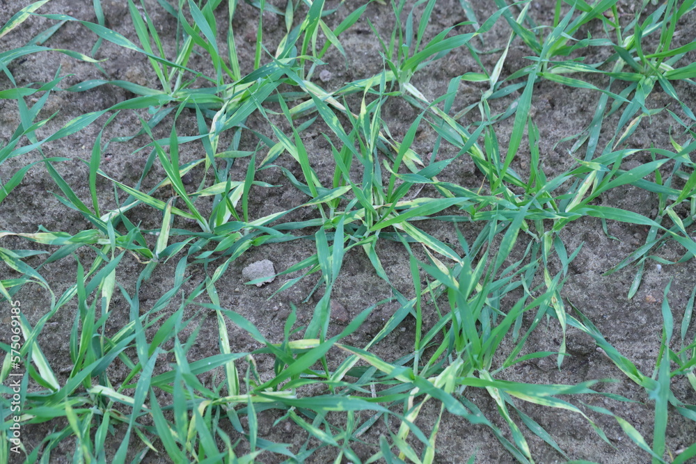 Young barley plants with symptoms of fungal disease, infection on leaves, chlorosis and dark spots. Young barley plants with symptoms of fungal disease, infection on leaves, chlorosis and dark spots.