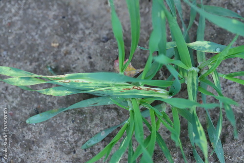 Young barley plants with symptoms of fungal disease, infection on leaves, chlorosis and dark spots. photo