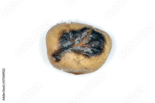 Eggs laid on a faba bean seed by female of Indian meal moth or mealmoth (Plodia interpunctella) moth of storage pest. photo