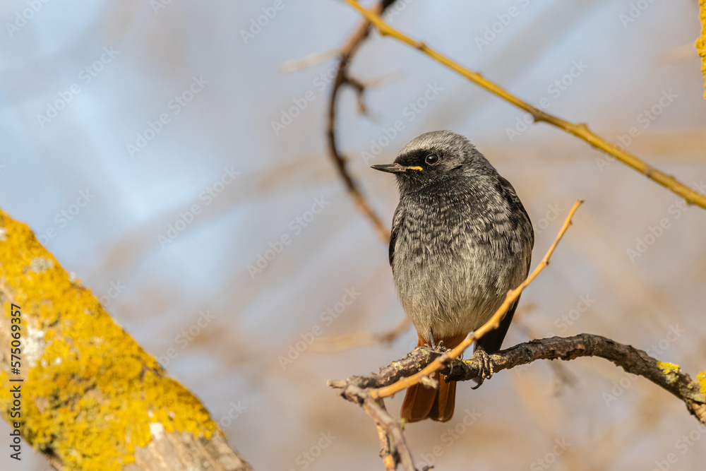 Fototapeta premium Black Redstart perched on a tree branch