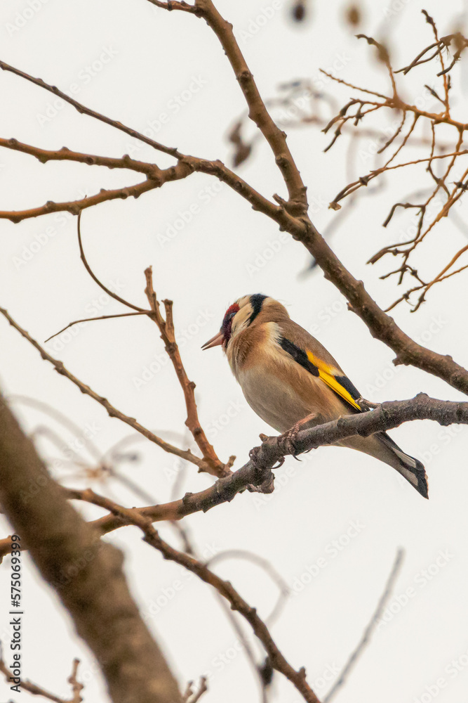 European Goldfinch perched on a tree branch European Goldfinch perched on a tree branch