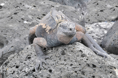 Sea iguana in the Galapagos