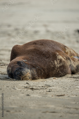 Schlafender Seelöwe in freier Wildbahn am Strand.