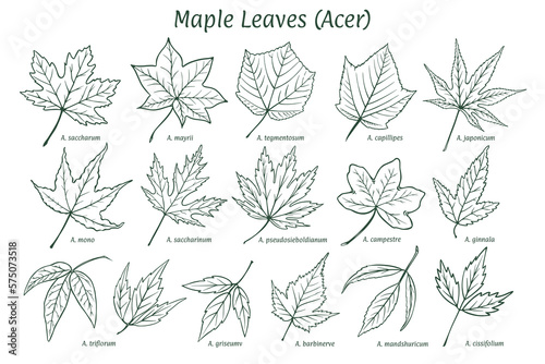  Maple leaves of different types. Sketch drawn by hand, ink pencil. Names in Latin. Acer. Isolated on white background. Vector.