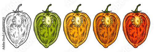 Half pepper habanero. Vintage engraving vector illustration.