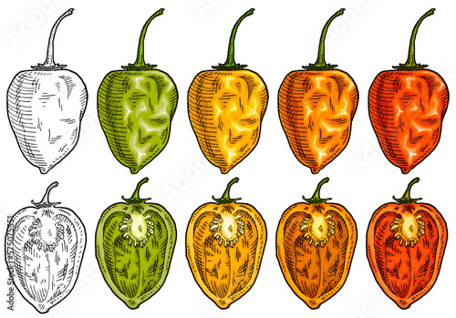 Whole and half pepper habanero. Vintage engraving vector illustration.