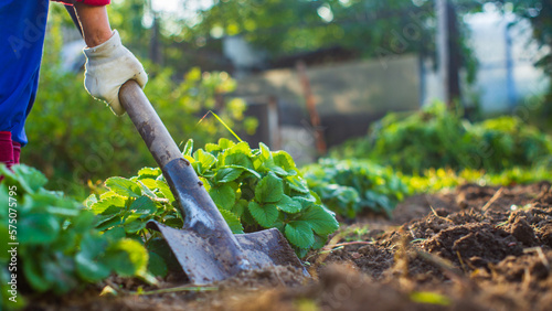 The farmer digs the soil in the vegetable garden. Preparing the soil for planting vegetables. Gardening concept. Agricultural work on the plantation