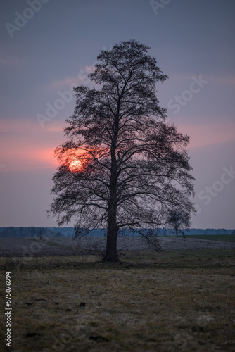 black silhouette of a lonely tree on the sunset background with purple sky vertical view