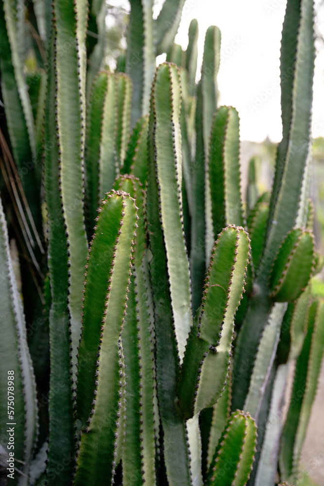 fairy castel cactus cereus fairy castel cactus cereus