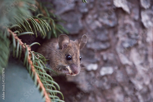 a portrait from a yellow necked mouse, apodemus flavicollis, in the garden at a tree trunk