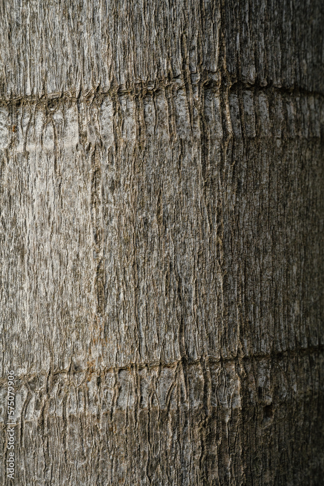 Fototapeta premium Palm Tree Trunk Bark