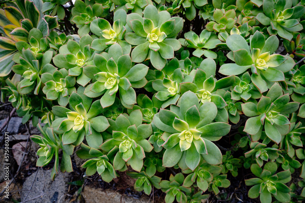 yellow and green Haworth's Aeonium succulent cacti in nature yellow and green Haworth's Aeonium succulent cacti in nature
