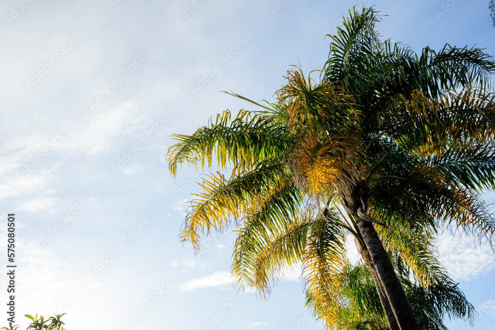 Sunlight hitting palm tree Sunlight hitting palm tree