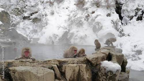 Snow monkeys sitting in the hot springs