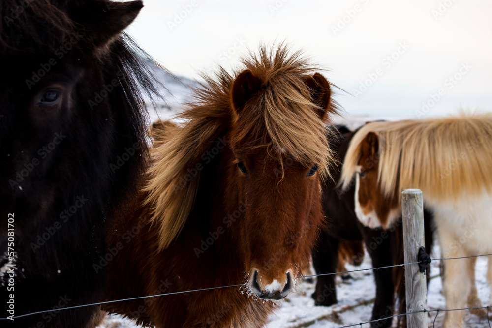 imagen de un caballo marrón en un entorno nevado mirando a cámara  - obrazy, fototapety, plakaty 