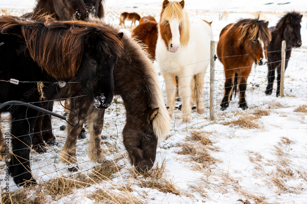 imagen de unos caballos encerrados una una valla, en un entorno nevado  - obrazy, fototapety, plakaty 