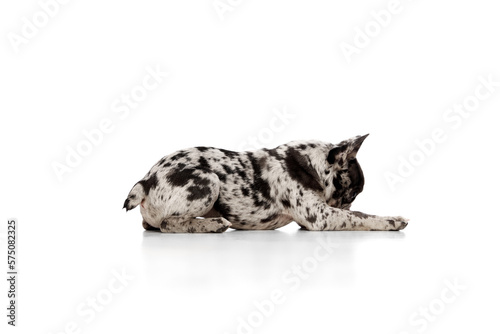 Sniffing. Studio image of purebred French bulldog in spotted color lying on floor over white background. Beautiful pet. Concept of domestic animal, pet care, motion, action, animal life.