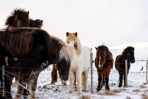 imagen de unos caballos en un entorno blanco por la nieve y el frío 