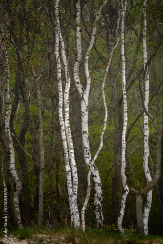 White bark of trees - Birch forest by the Baltic Sea / Biała kora drzew - las Brzozowy nad Morzem Bałtyckim 