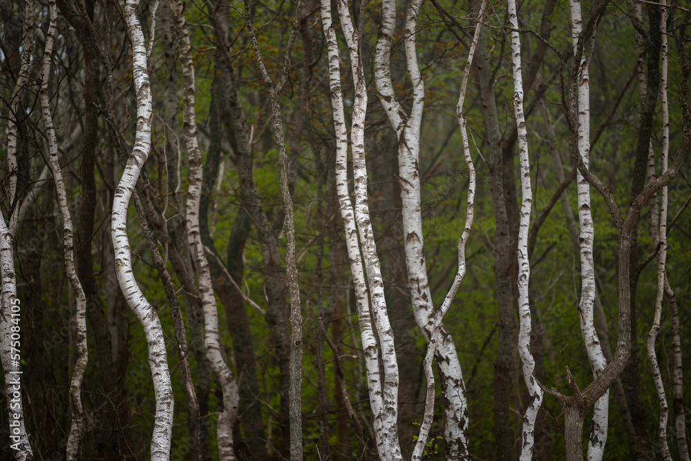 Fototapeta premium White bark of trees - Birch forest by the Baltic Sea / Biała kora drzew - las Brzozowy nad Morzem Bałtyckim 