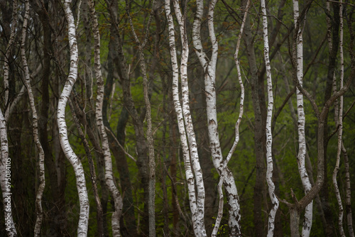 White bark of trees - Birch forest by the Baltic Sea   Bia  a kora drzew - las Brzozowy nad Morzem Ba  tyckim 