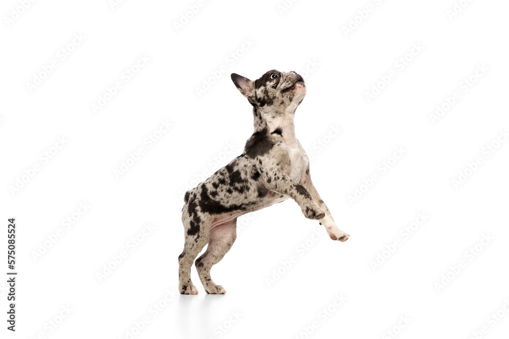 Studio image of purebred French bulldog in spotted color standing on hind legs over white background. Concept of domestic animal, pet care, motion, action, animal life. Copy space for ad