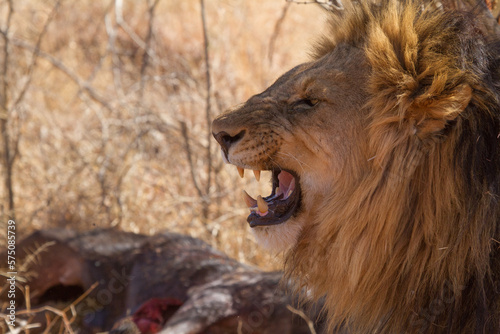 Roar, Madikwe Game Reserve photo