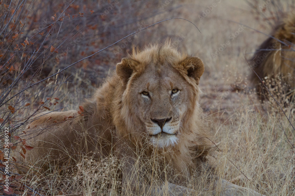 Male Lion, Madikwe Game Reserve Male Lion, Madikwe Game Reserve