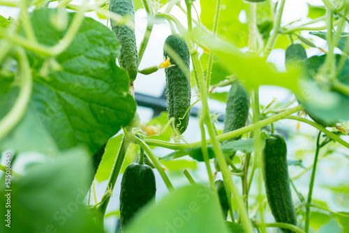 seedling cucumber , gardening