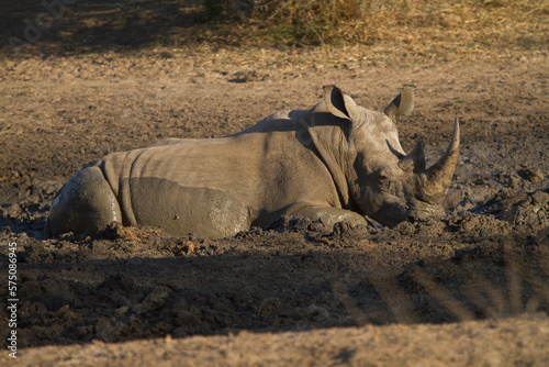 Rhino having a bath, Madikwe Game Reserve photo